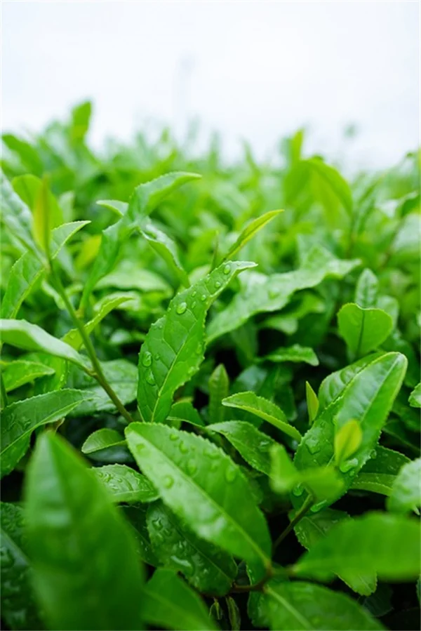鳥浴盆にハーブを植えると虫除け効果がすごい！おすすめ8選と配置のコツ