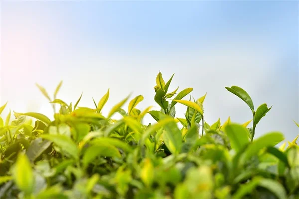 植物保暖套の簡単な作り方とメリット！初心者向け失敗しない5つのコツ