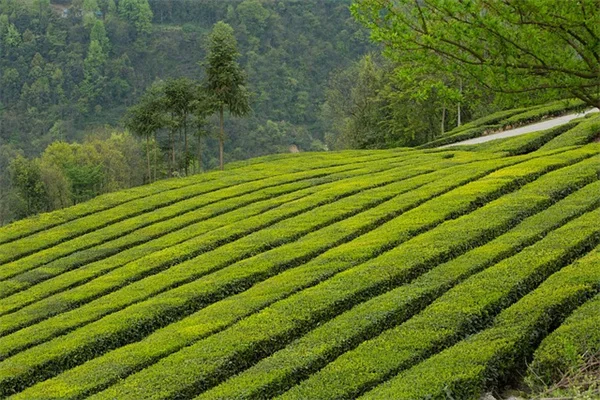 甲虫は受粉を助ける？先輩受粉者の秘密と庭での活用法