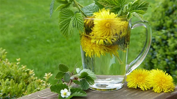 花がら摘み不要の一年生花6選！手間いらずで夏中咲く品種を紹介