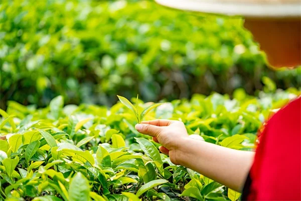 コットン玉1つで虫除け効果を実感！簡単な作り方と精油選びのコツ