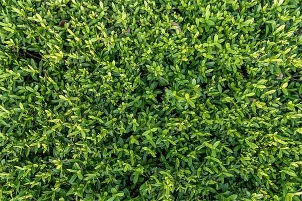 私が庭で確かめた、池塘の微気候効果の実態